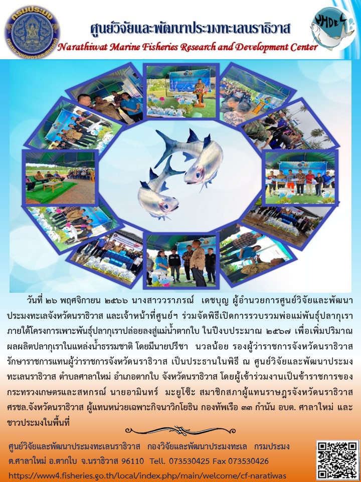 วันที่ 26 พฤศจิกายน 2566 นางสาววราภรณ์ เดชบุญ ผู้อำนวยการศูนย์วิจัยและพัฒนาประมงทะเลจังหวัดนราธิวาส และเจ้าหน้าที่ศูนย์ฯ ร่วมจัดพิธีเปิดการรวบรวมพ่อแม่พันธุ์ปลากุเราปล่อยลงสู่แม่น้ำตากใบ ในปีงบประมาณ 2567 เพื่อเพิ่มปริมาณผลผลิตปลากุเราในแหล่งน้ำธรรมชาติ โดยมีนายปรีชา นวลน้อย รองผู้ว่าราชการจังหวัดนราธิวาสรักษาราชการแทนผู้ว่าราชการจังหวัดนราธิวาส เป็นประธานในพิธี ณ ศูนย์วิจัยและพัฒนาประมงทะเลนราธิวาส ตำบลศาลาใหม่ อำเภอตากใบ จังหวัดนราธิวาส โดยผู้เข้าร่วมงานเป็นข้าราชการของกระทรวงเกษตรและสหกรณ์ นายอามินทร์ มะยูโซ๊ะ สมาชิกสภาผู้แทนราษฎรจังหวัดนราธิวาส ศรชล.จังหวัดนราธิวาส ผู้แทนหน่วยเฉพาะกิจนาวิกโยธิน กองทัพเรือ 33 กำนัน อบต. ศาลาใหม่ และชาวประมงในพื้นที่..คลิก