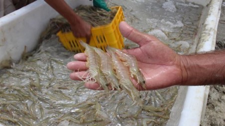 อิหร่านคาดการณ์ผลิตกุ้งปี 2566 ปริมาณ 40,000 ตัน