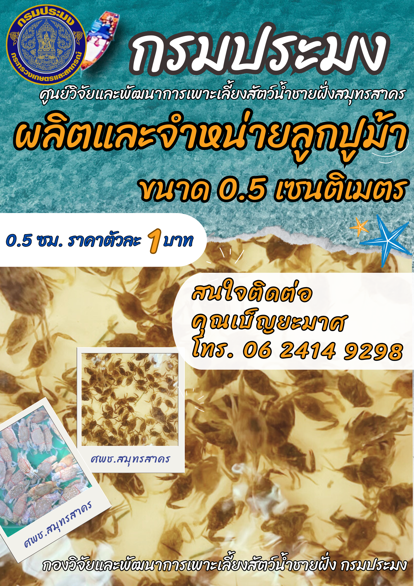จำหน่ายลูกพันธุ์ปูม้า..คลิก