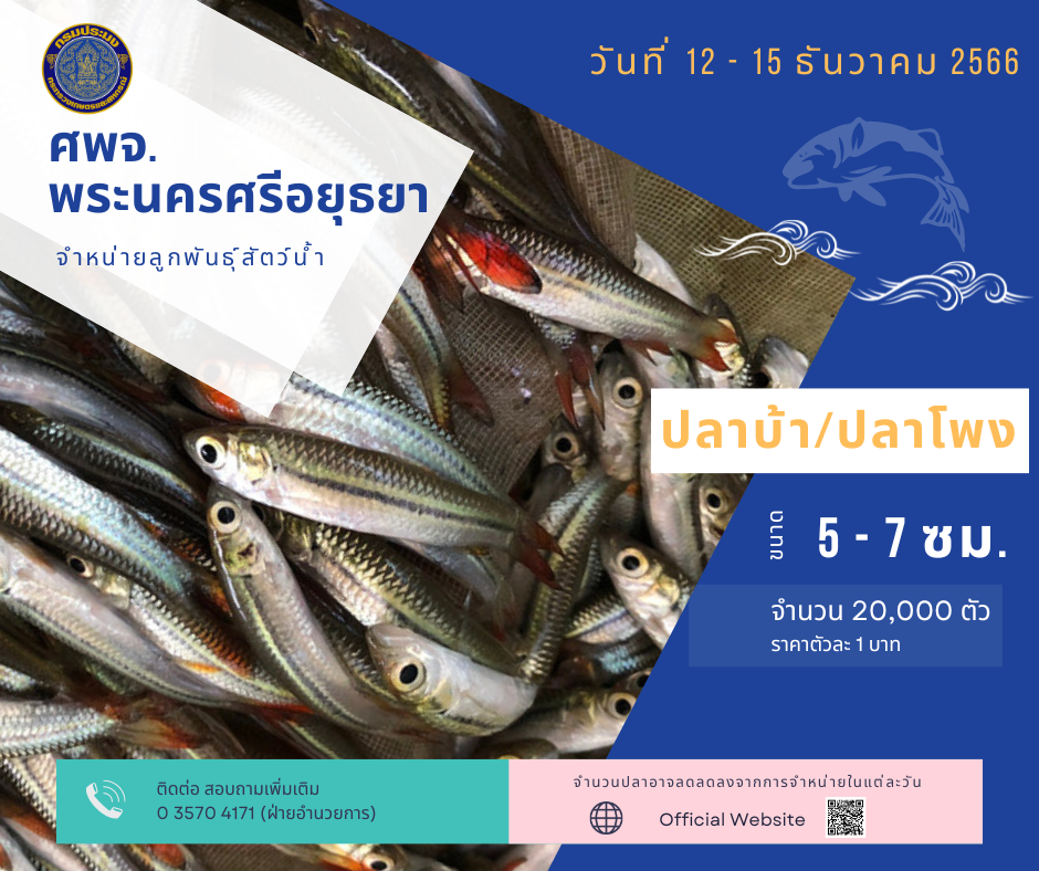 ชนิดพันธ์ุสัตว์น้ำพร้อมจำหน่าย (12-15 ธันวาคม 2566) ศพจ.พระนครศรีอยุธยา..คลิก