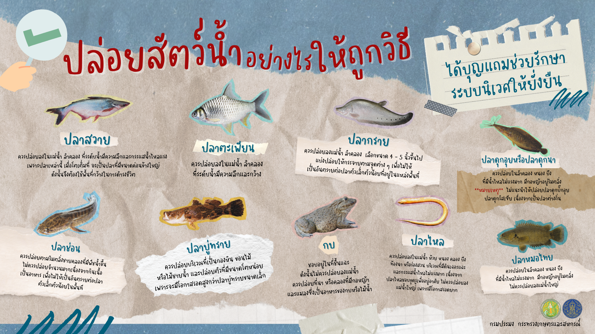 ปล่อยสัตว์น้ำอย่างไรให้ถูกวิธี ได้บุญแถมรักษาระบบนิเวศให้ยั่งยืน
