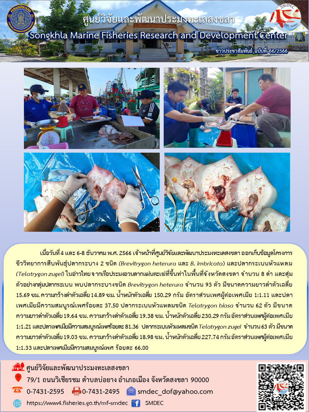 เมื่อวันที่ 4 และ 6-8 ธันวาคม พ.ศ. 2566 เจ้าหน้าที่ศูนย์วิจัยและพัฒนาประมงทะเลสงขลา ออกเก็บข้อมูลโครงการชีววิทยาการสืบพันธุ์ปลากระบาง 2 ชนิด (Brevitrygon heterura และ B. imbricata) และปลากระเบนหัวแหลม (Telatrygon zugei) ในอ่าวไทย จากเรือประมงอวนลากแผ่นตะเฆ่ที่ขึ้นท่าในพื้นที่จังหวัดสงขลา จำนวน 8 ลำ..คลิก