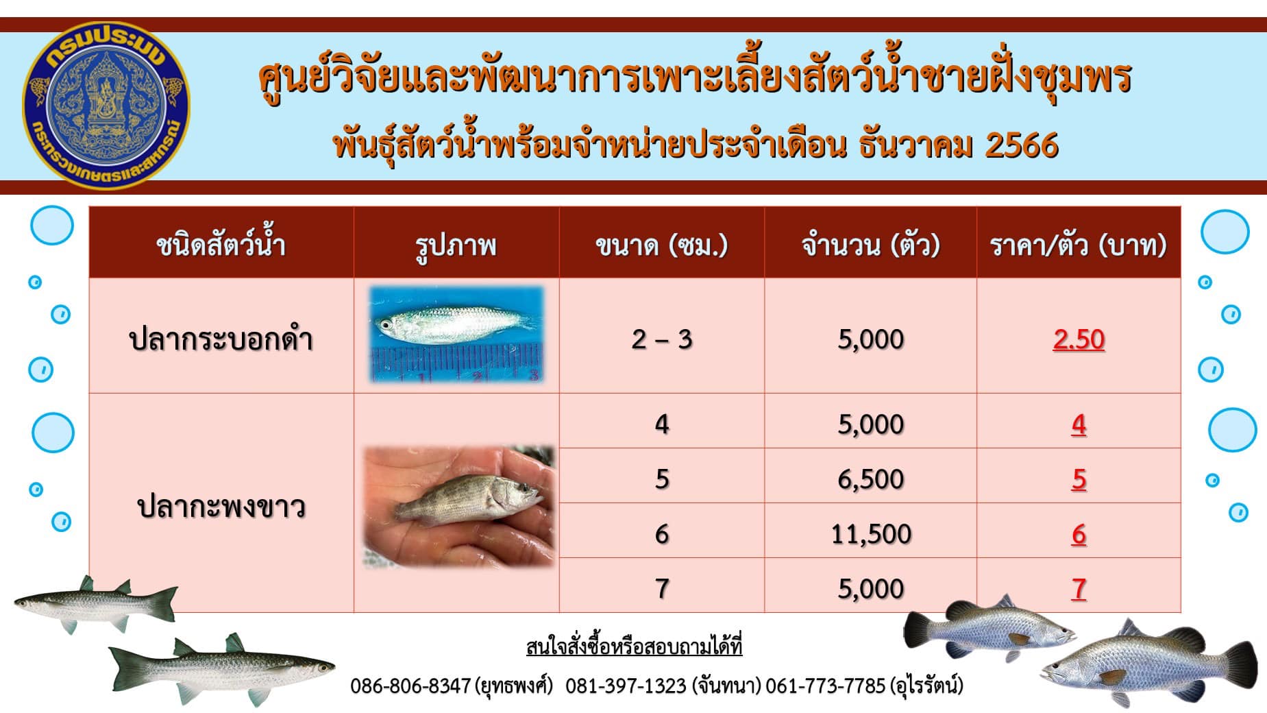 พันธุ์สัตว์น้ำที่ ศพช.ชุมพร มีพร้อมจำหน่าย..คลิก