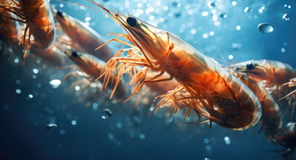 คาดการณ์ผลผลิตกุ้งจากการเพาะเลี้ยงในปี 2567 จะกลับมีมามีทิศทางที่ดีขึ้น