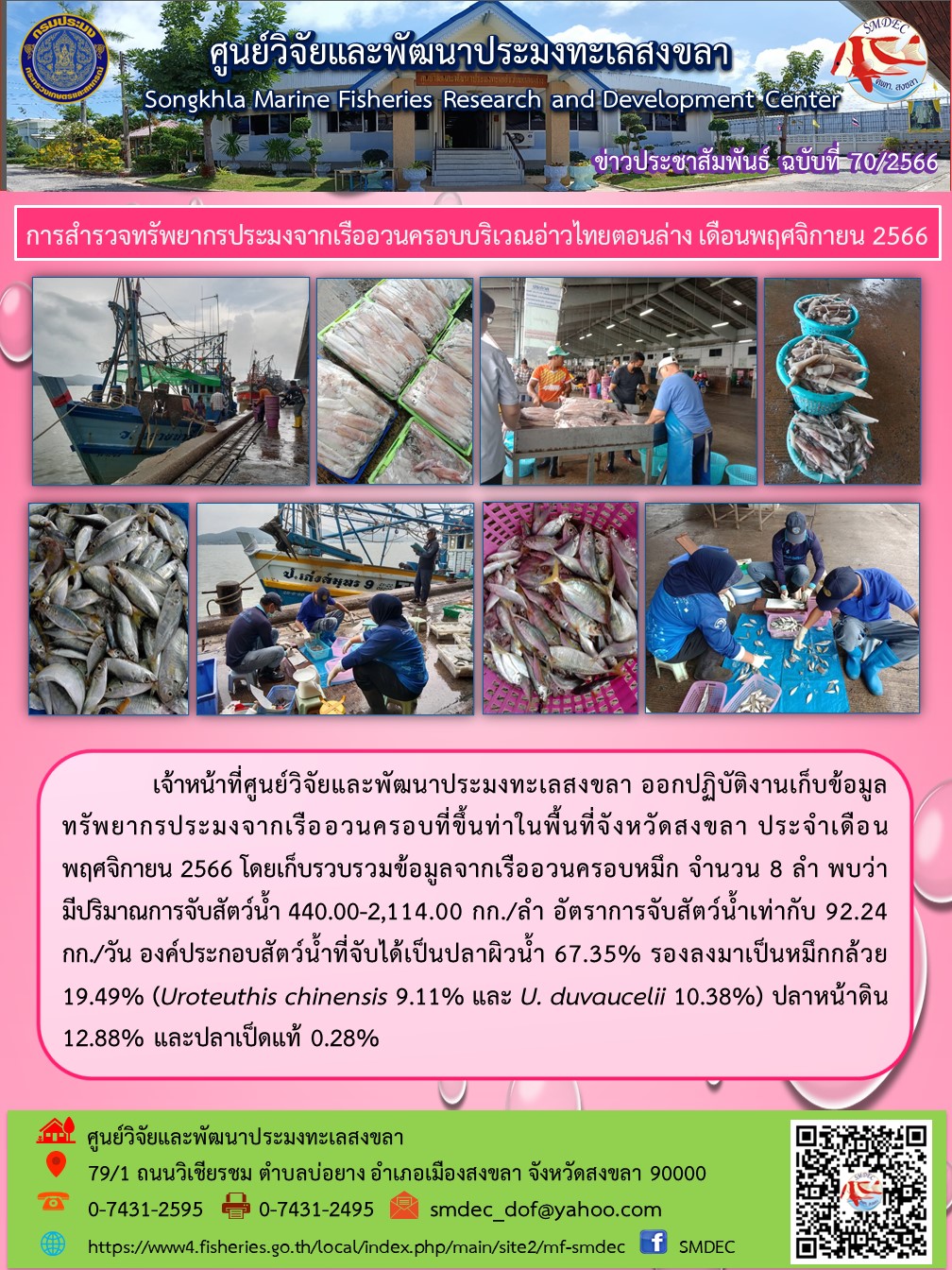 เจ้าหน้าที่ศูนย์วิจัยและพัฒนาประมงทะเลสงขลา ออกปฏิบัติงานเก็บข้อมูลทรัพยากรประมงจากเรืออวนครอบที่ขึ้นท่าในพื้นที่จังหวัดสงขลา ประจำเดือนพฤศจิกายน 2566 โดยเก็บรวบรวมข้อมูลจากเรืออวนครอบหมึก จำนวน 8 ลำ พบว่ามีปริมาณการจับสัตว์น้ำ 440.00-2,114.00 กก./ลำ อัตราการจับสัตว์น้ำเท่ากับ 92.24 กก./วัน องค์ประกอบสัตว์น้ำที่จับได้เป็นปลาผิวน้ำ 67.35% รองลงมาเป็นหมึกกล้วย 19.49% (Uroteuthis chinensis 9.11% และ U. duvaucelii 10.38%) ปลาหน้าดิน 12.88% และปลาเป็ดแท้ 0.28%..คลิก