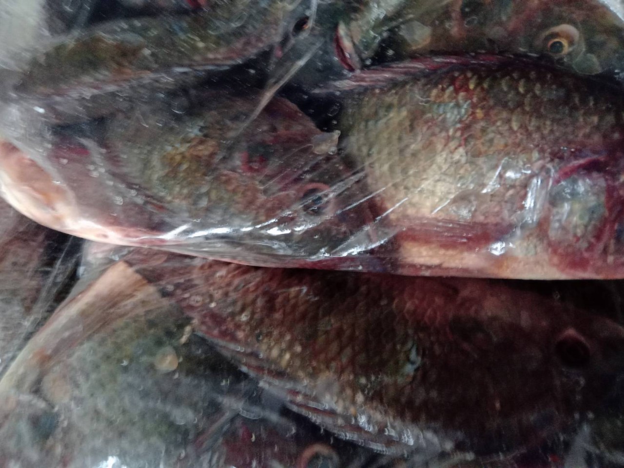 ตรวจสินค้าประมงที่นำเข้า ส่งออก ทางจุดผ่านแดนถาวรบ้านคลองลึก..คลิก