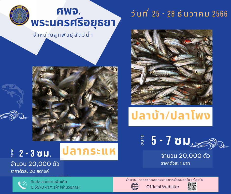 ชนิดพันธ์ุสัตว์น้ำพร้อมจำหน่าย (25-28) ธันวาคม 2566 ศพจ.พระนครศรีอยุธยา..คลิก