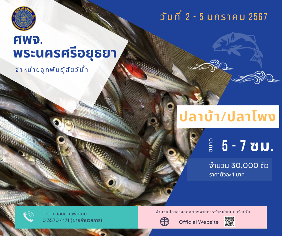 ชนิดพันธ์ุสัตว์น้ำพร้อมจำหน่าย (2-5) มกราคม 2567 ศพจ.พระนครศรีอยุธยา..คลิก