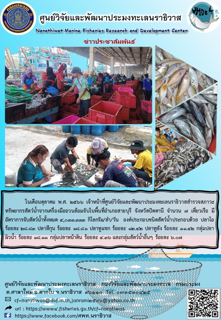 การสำรวจสภาวะทรัพยากรสัตว์น้ำจากเรือประมงอวนล้อมจับ  ประจำเดือนตุลาคม 2566 ในพื้นที่ อำเภอสายบุรี จ.ปัตตานี..คลิก