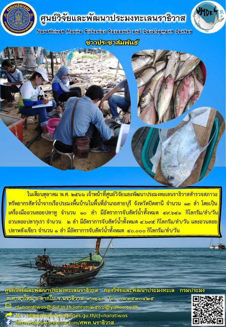 การสำรวจสภาวะทรัพยากรสัตว์น้ำจากเรือประมงพื้นบ้าน ประจำเดือนตุลาคม 2566 ในพื้นที่ อำเภอสายบุรี จ.ปัตตานี..คลิก