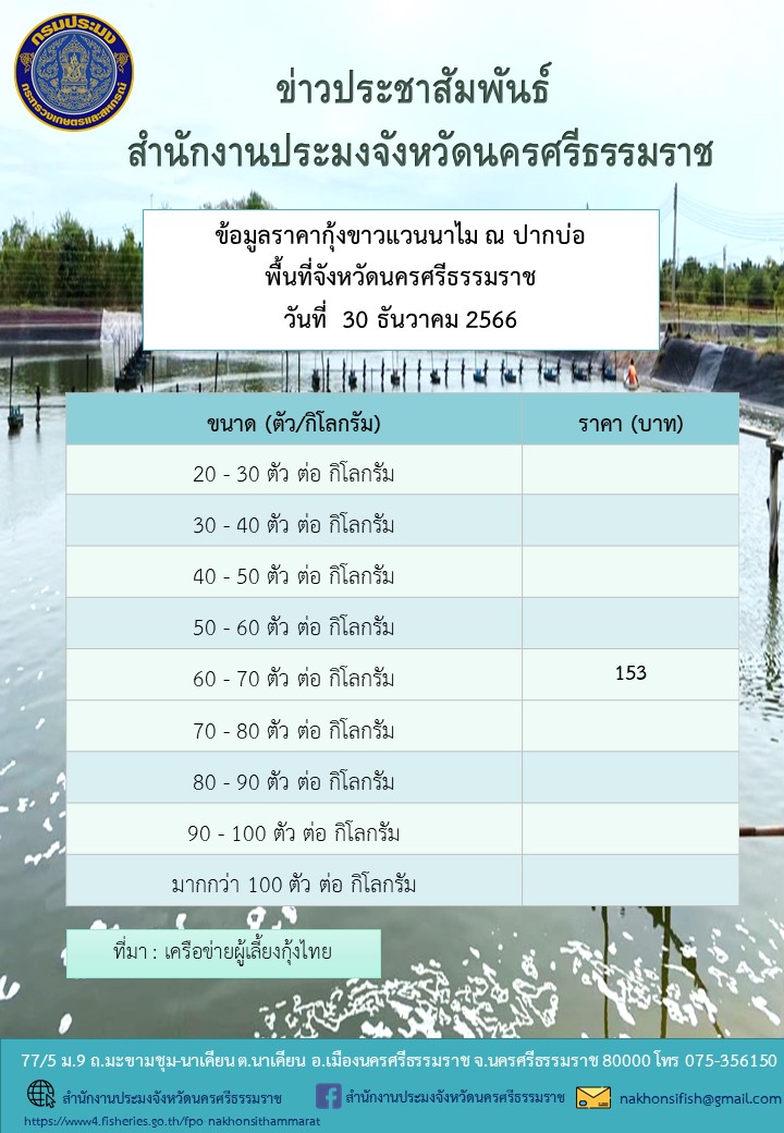 ราคากุ้งขาวแวนนาไม ณ ปากบ่อ พื้นที่จังหวัดนครศรีธรรมราช วันที่ 30 ธันวาคม 2566