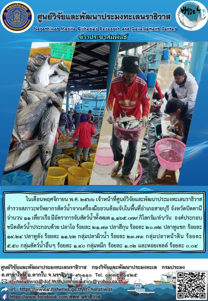 ในเดือนพฤศจิกายน พ.ศ. 2566 เจ้าหน้าที่ศูนย์วิจัยและพัฒนาประมงทะเลนราธิวาสสำรวจสภาวะทรัพยากรสัตว์น้ำจากเครื่องมืออวนล้อมจับในพื้นที่อำเภอสายบุรี จังหวัดปัตตานี จำนวน 11 เที่ยวเรือ มีอัตราการจับสัตว์น้ำทั้งหมด 1,165.079 กิโลกรัม/ลำ/วัน องค์ประกอบชนิดสัตว์น้ำประกอบด้วย ปลาโอ ร้อยละ 21.73 ปลาสีกุน ร้อยละ 20.72 ปลาทูแขก ร้อยละ 14.24 ปลาทูลัง ร้อยละ 11.62 ฯลฯ..คลิก