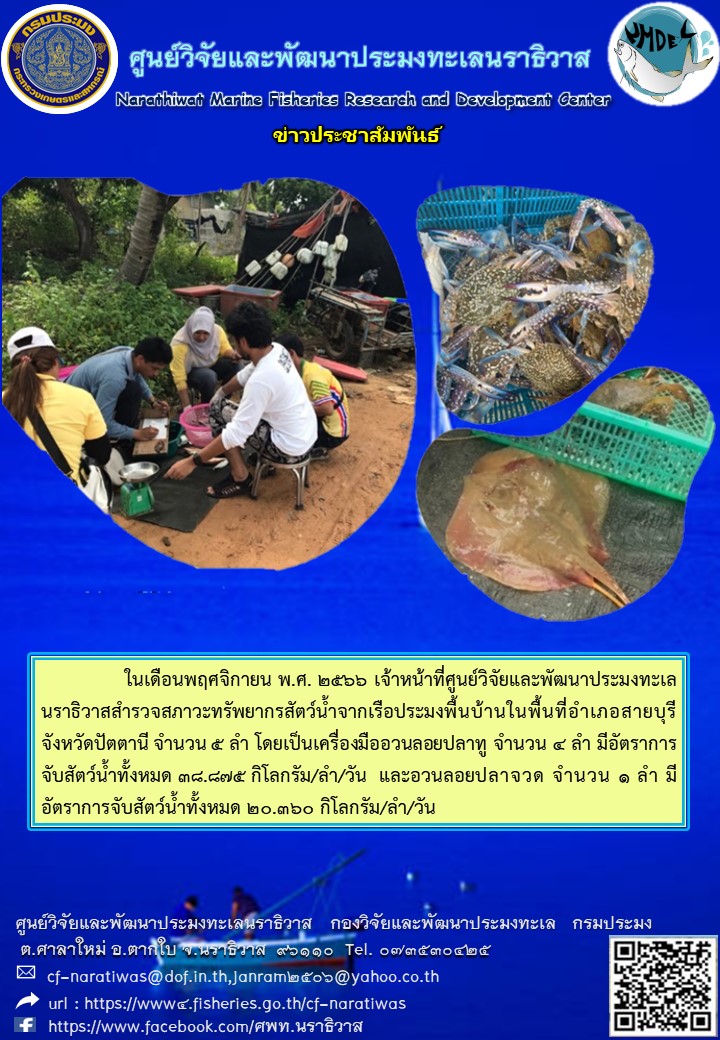 ในเดือนพฤศจิกายน พ.ศ. 2566 เจ้าหน้าที่ศูนย์วิจัยและพัฒนาประมงทะเลนราธิวาสสำรวจสภาวะทรัพยากรสัตว์น้ำจากเครื่องมืออวนล้อมจับในพื้นที่อำเภอสายบุรี จังหวัดปัตตานี จำนวน 5 ลำ โดยเป็นเครื่องมืออวนล้อมปลาทู จำนวน 4 ลำ มีอัตราการจับสัตว์น้ำทั้งหมด 38.875 กิโลกรัม/ลำ/วัน และอวนลอยปลาจวด จำนวน 1 ลำ มีอัตราการจับสัตว์น้ำทั้งหมด 20.360 กิโลกรัม/ลำ/วัน..คลิก