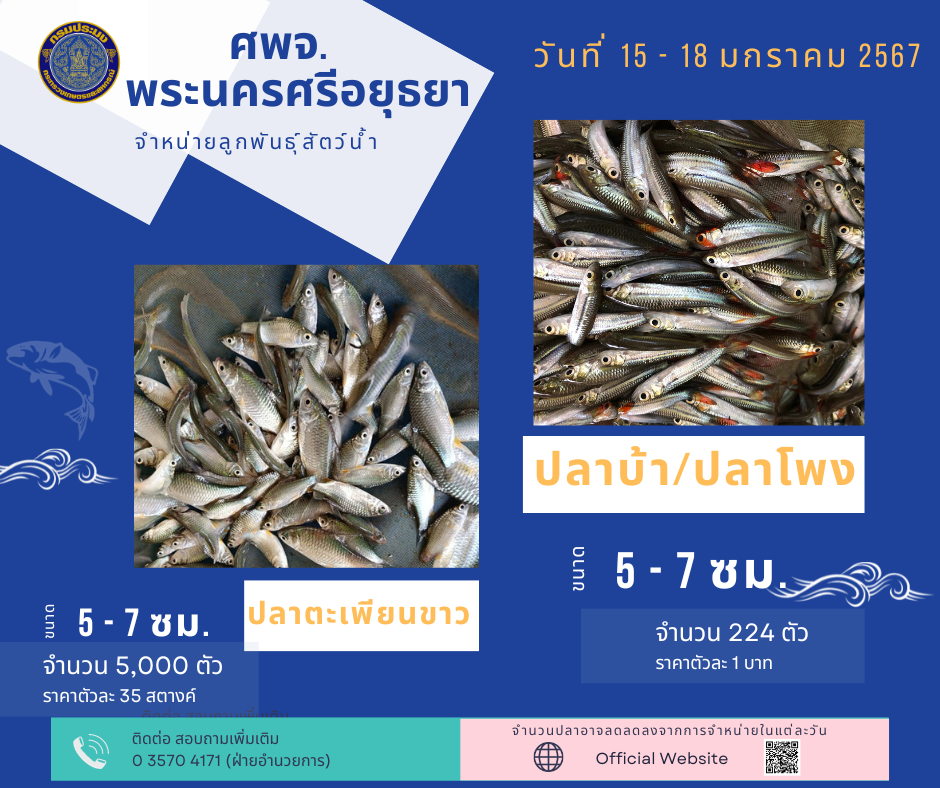 ชนิดพันธ์ุสัตว์น้ำพร้อมจำหน่าย (15-19) มกราคม 2567 ศพจ.พระนครศรีอยุธยา..คลิก