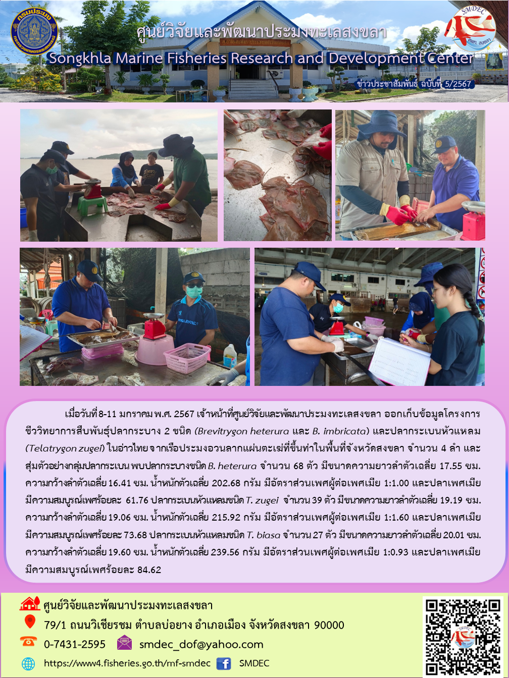   เมื่อวันที่ 8-11 มกราคม พ.ศ. 2567 เจ้าหน้าที่ศูนย์วิจัยและพัฒนาประมงทะเลสงขลา ออกเก็บข้อมูลโครงการชีววิทยาการสืบพันธุ์ปลากระบาง 2 ชนิด (Brevitrygon heterura และ B. imbricata) และปลากระเบนหัวแหลม(Telatrygon zugei) ในอ่าวไทย จากเรือประมงอวนลากแผ่นตะเฆ่ที่ขึ้นท่าในพื้นที่จังหวัดสงขลา..คลิก