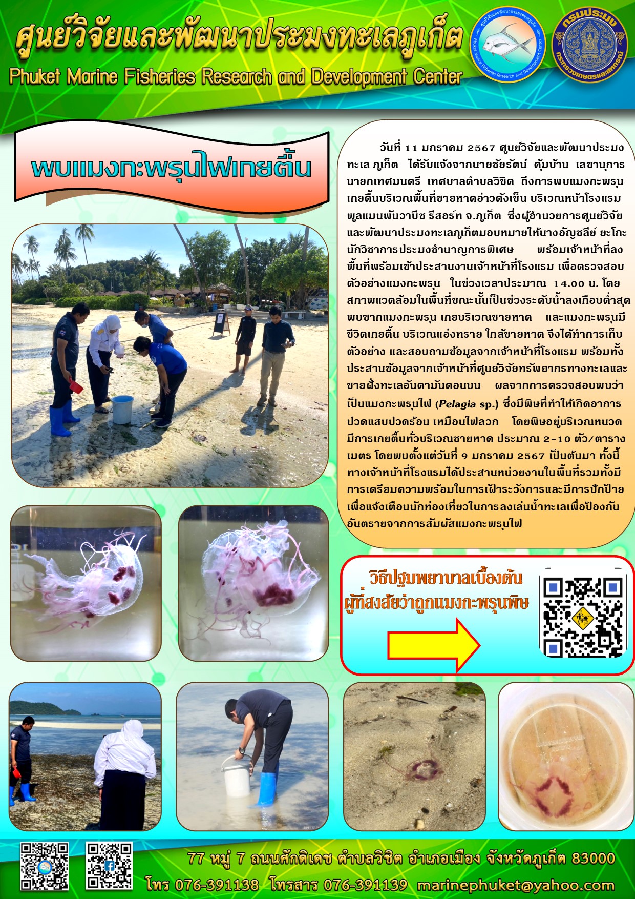 วันที่ 11 มกราคม 2567 ศูนย์วิจัยและพัฒนาประมงทะเลภูเก็ต ได้รับแจ้งจากนายชัยรัตน์ คุ้มบาน เลขานุการนายกเทศมนตรี เทศบาลตำบลวิชิต ถึงการพบแมงกะพรุนเกยตื้นบริเวณพื้นที่ชายหาดอ่าวตังเข็น บริเวณหน้าโรงแรมพูลแมนพันวาบีช รีสอร์ท จ.ภูเก็ต ซึ่งผู้อำนวยการศูนย์วิจัยและพัฒนาประมงทะเลภูเก็ตมอบหมายให้นางอัญชลีย์ ยะโกะ นักวิชาการประมงชำนาญการพิเศษ ฯลฯ..คลิก
