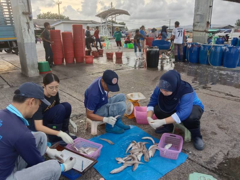   เจ้าหน้าที่ศูนย์วิจัยและพัฒนาประมงทะเลสงขลา ออกปฏิบัติงานเก็บรวบรวมข้อมูลทรัพยากรประมงจาก เรืออวนลากที่ขึ้นท่าในพื้นที่จังหวัดนครศรีธรรมราช สงขลา และปัตตานี ประจำเดือนธันวาคม 2566..คลิก