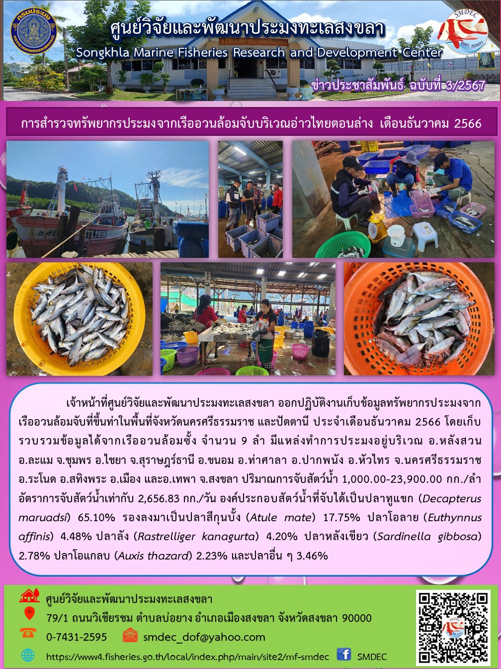 เจ้าหน้าที่ศูนย์วิจัยและพัฒนาประมงทะเลสงขลา ออกปฏิบัติงานเก็บข้อมูลทรัพยากรประมงจากเรืออวนล้อมจับที่ขึ้นท่าในพื้นที่จังหวัดนครศรีธรรมราช และปัตตานี ประจำเดือนธันวาคม 2566 โดยเก็บรวบรวมข้อมูลได้จากเรืออวนล้อมซั้ง จำนวน 9 ลำ มีแหล่งทำการประมงอยู่บริเวณ อ. หลังสวน อ.ละแม จ.ชุมพร อ.ไชยา จ.สุราษฎร์ธานี อ.ขนอม อ.ท่าศาลา อ.ปากพนัง อ.หัวไทร จ. นครศรีธรรมราช ฯลฯ..คลิก