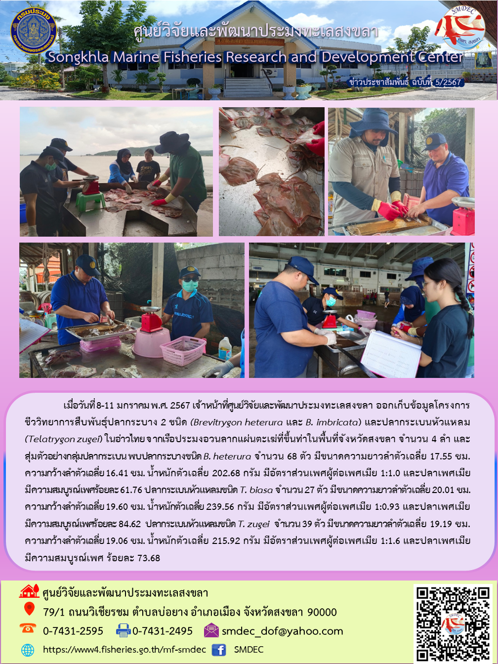 เมื่อวันที่ 8-11 มกราคม พ.ศ. 2567 เจ้าหน้าที่ศูนย์วิจัยและพัฒนาประมงทะเลสงขลา ออกเก็บข้อมูลโครงการชีววิทยาการสืบพันธุ์ปลากระบาง 2 ชนิด (Brevitrygon heterura และ B. Imbricata) และปลากระเบนหัวแหลม (Telatrygon zugei) ในอ่าวไทย จากเรืออวนลากแผ่นตะเฆ่ที่ขึ้นท่าในพื้นที่จังหวัดสงขลา จำนวน 4 ลำ และสุ่มตัวอย่างกลุ่มปลากระเบน พบปลากระบางชนิด B. heterura จำนวน 68 ตัว ฯลฯ..คลิก