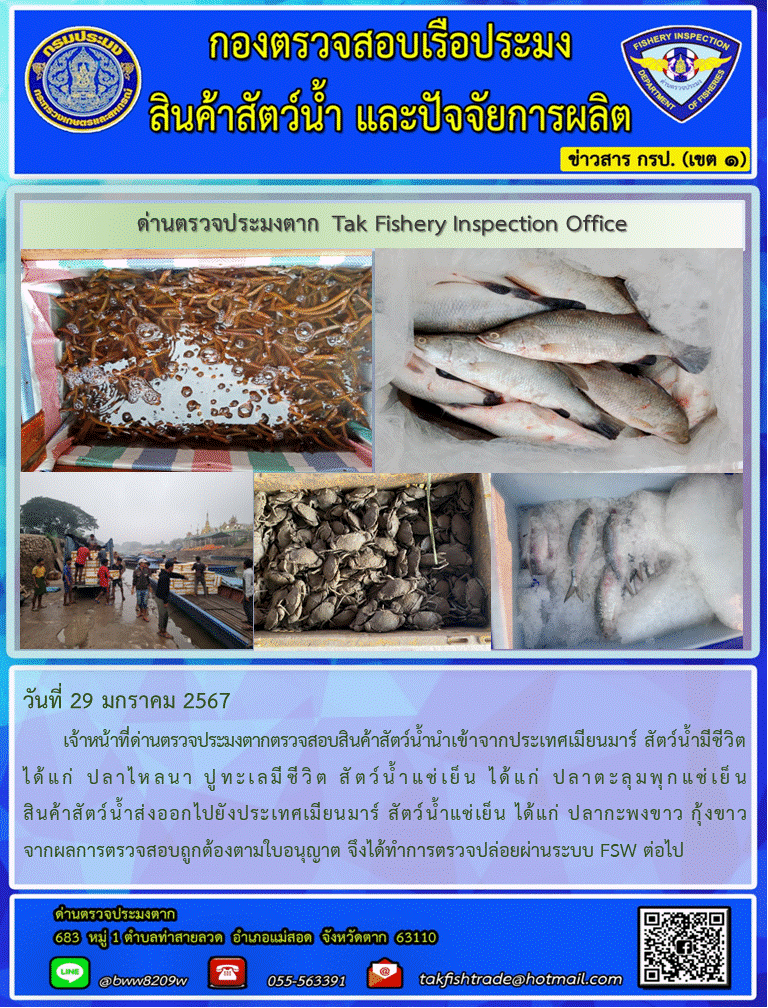 วันที่ 29 มกราคม 2567           เจ้าหน้าที่ด่านตรวจประมงตากตรวจสอบสินค้าสัตว์น้ำนำเข้าจากประเทศเมียนมาร์ สัตว์น้ำมีชีวิต ได้แก่ ปลาไหลนา ปูทะเลมีชีวิต สัตว์น้ำแช่เย็น ได้แก่ ปลาตะลุมพุกแช่เย็นสินค้าสัตว์น้ำส่งออกไปยังประเทศเมียนมาร์ สัตว์น้ำแช่เย็น ได้แก่ ปลากะพงขาว กุ้งขาว จากผลการตรวจสอบถูกต้องตามใบอนุญาต จึงได้ทำการตรวจปล่อยผ่านระบบ FSW ต่อไป..คลิก