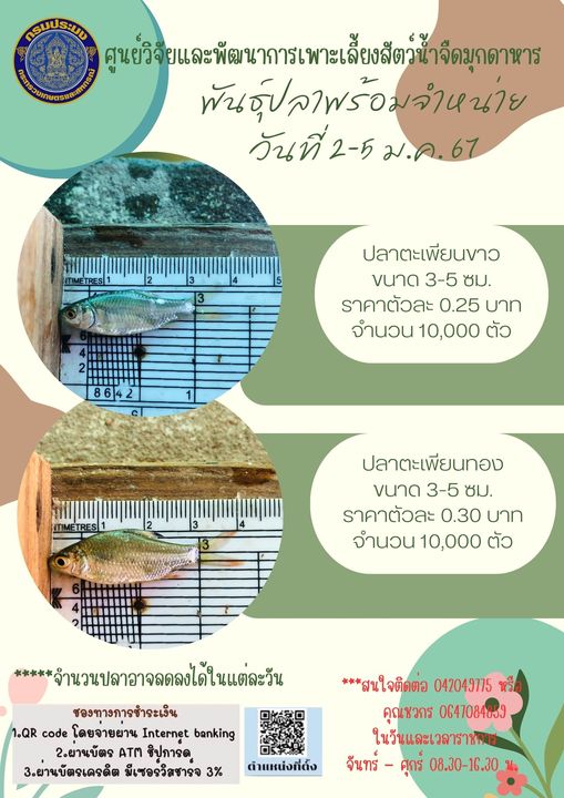 ลูกพันธุ์สัตว์น้ำพร้อมจำหน่าย 2-5 มกราคม 2567..คลิก
