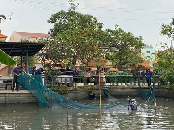 สำนักงานประมงพื้นที่กรุงเทพมหานคร ดำเนินการย้ายปลาสวายภายในบ่อดิน ของโรงเรียนคลองหนองใหญ่ เขตบางแค กรุงเทพมหานคร