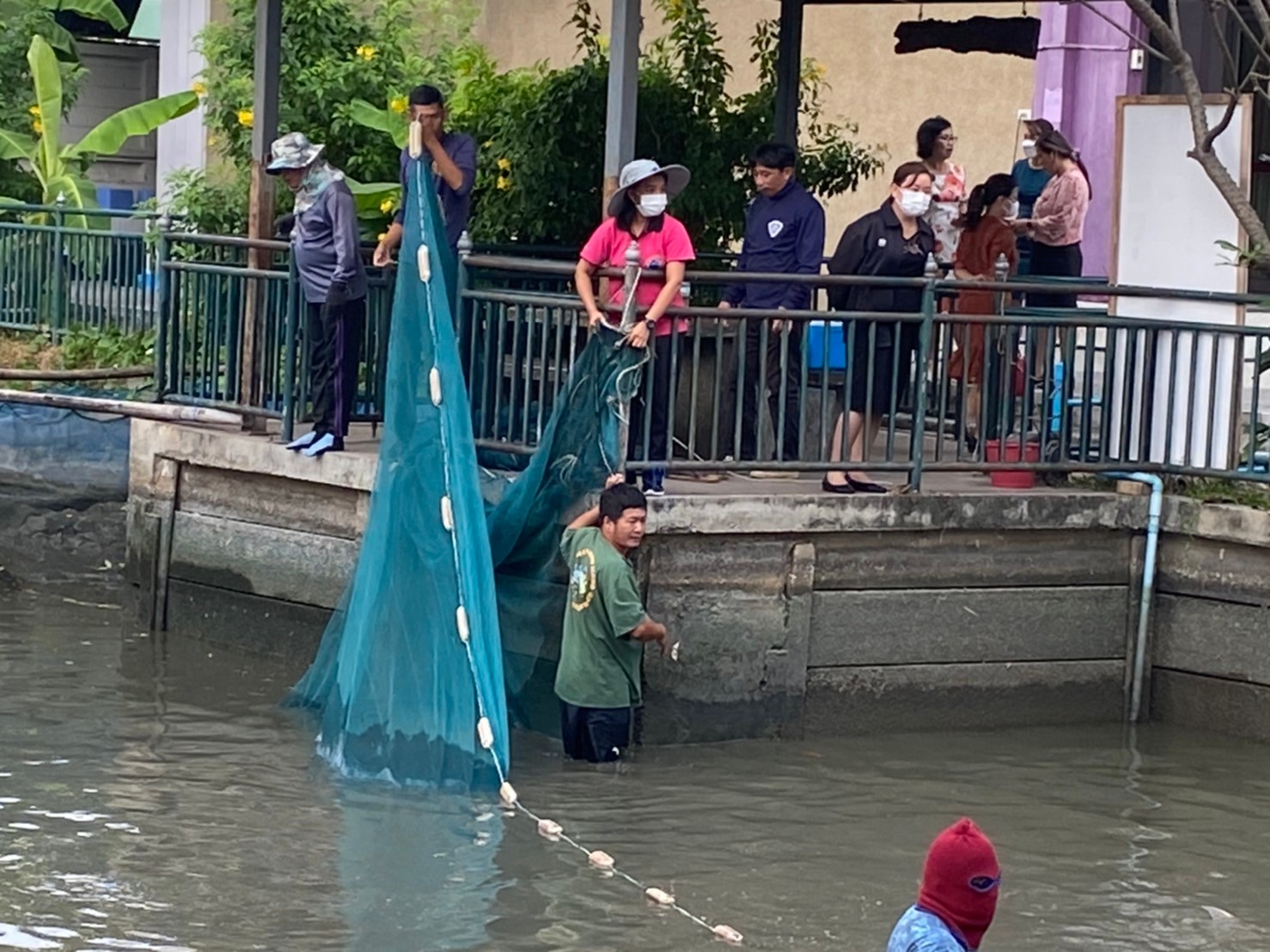 ร่วมดำเนินการขนย้ายปลาสวายภายในบ่อดิน ของโรงเรียนคลองหนองใหญ่ เขตบางแค กรุงเทพมหานคร..คลิก