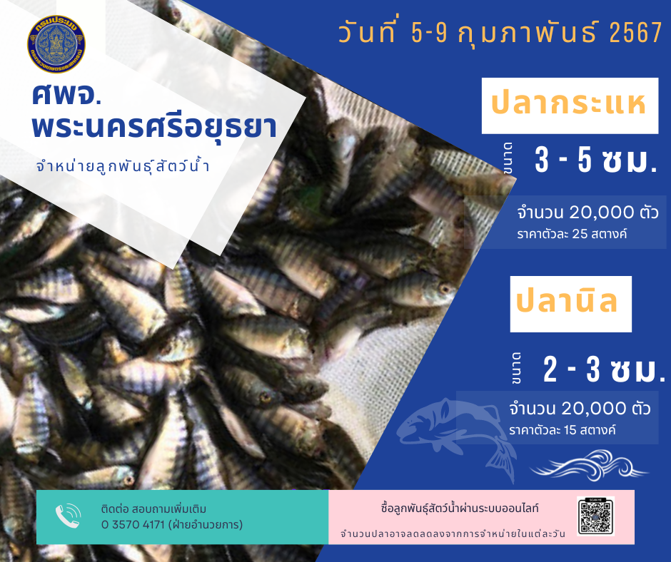 ชนิดพันธ์ุสัตว์น้ำพร้อมจำหน่าย (5-9 กุมภาพันธ์ 2567) ศพจ.พระนครศรีอยุธยา..คลิก