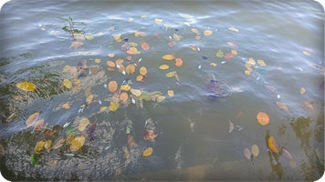 กิจกรรมบริการตรวจคุณภาพน้ำ และสุขภาพปลาในพรุละหมาด