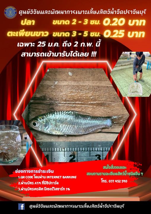 จำหน่ายพันธุ์สัตว์น้ำ  ปลาตะเพียนขาว วันที่ 25 ม.ค. 67 ถึง 2 ก.พ. 67..คลิก