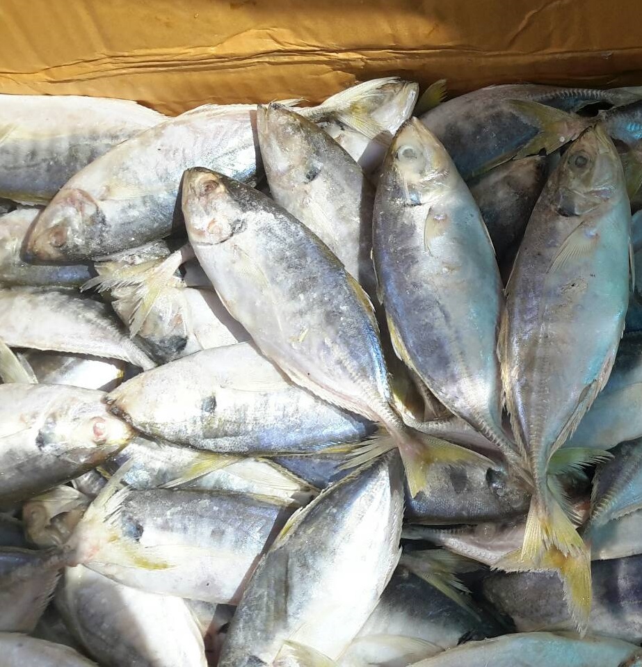 12 กุมภาพันธ์ 2567 ด่านตรวจประมงมุกดาหาร ตรวจสอบสินค้าสัตว์น้ำส่งออกไปยังสปป.ลาว ณ สะพานมิตรภาพไทย-ลาว 2..คลิก