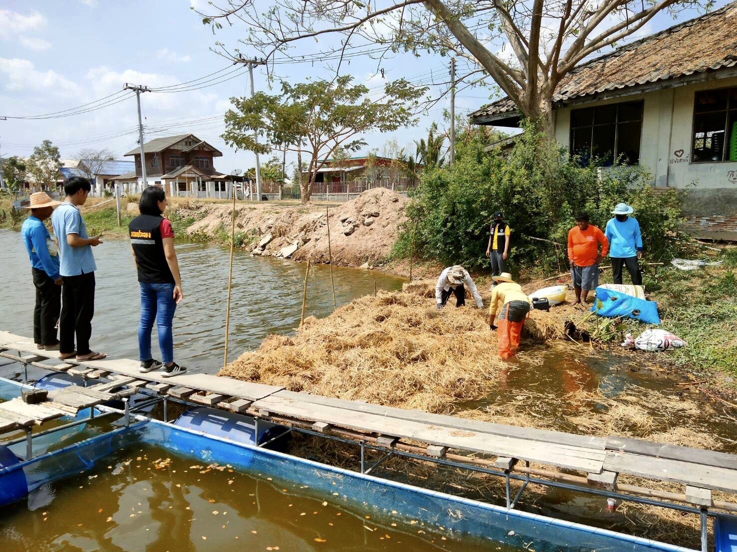 ติดตาม และร่วมกันทำอาหารธรรมชาติ จำนวน 2 จุด ในโครงการธนาคารสินค้าเกษตร (กิจกรรมสนับสนุนธนาคารผลผลิตสัตว์น้ำแบบมีส่วนร่วม)..คลิก