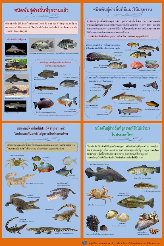 สื่อประชาสัมพันธ์เกี่ยวกับสัตว์น้ำต่างถิ่นและปลาหมอสีคางดำ