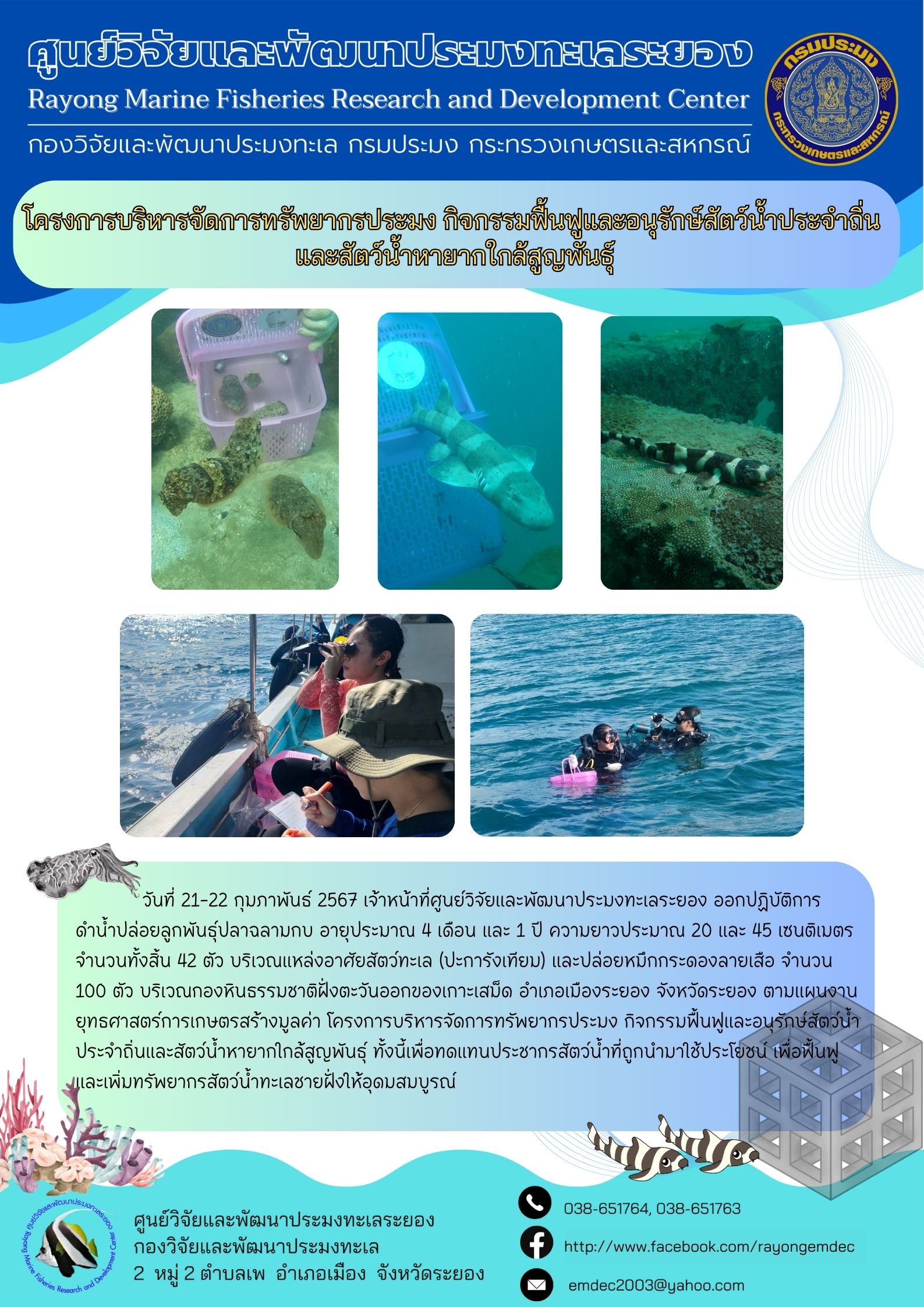 วันที่ 21-22 กุมภาพันธ์ 2567 เจ้าหน้าที่ศูนย์วิจัยและพัฒนาประมงทะเลระยอง ออกปฏิบัติการดำน้ำปล่อยลูกปลาฉลามกบ อายุประมาณ 4 เดือน และ 1 ปี ความยาวประมาณ 20 และ 45 เซนติเมตร จำนวนทั้งสิ้น 42 ตัว บริเวณแหล่งอาศัยสัตว์ทะเล (ปะการังเทียม) และปล่อยหมึกกระดองลายเสือ จำนวน 100 ตัว บริเวณกองหินธรรมชาติฝั่งตะวันออกของเกาะเสม็ด อำเภอเมืองระยอง จังหวัดระยอง  ฯลฯ..คลิก