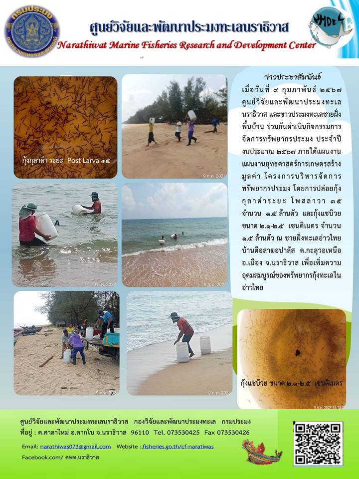เมื่อวันที่ 9 กุมภาพันธ์ 2567 ศูนย์วิจัยและพัฒนาประมงทะเลนราธิวาส และชาวประมงทะเลชายฝั่งพื้นบ้าน ร่วมกันดำเนินกิจกรรมการจัดการทรัพยากรประมง ประจำปีงบประมาณ 2567 ภายใต้แผนงานแผนงานยุทธศาสตร์การเกษตรสร้างมูลค่า โครงการบริหารจัดการทรัพยากรประมง โดยการปล่อยกุ้งกุลาดำ ฯลฯ..คลิก