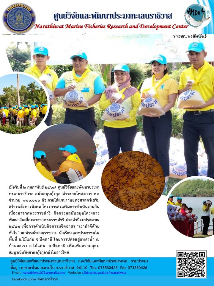เมื่อวันที่ 2 กุมภาพันธ์ 2567 ศูนย์วิจัยและพัฒนาประมงทะเลนราธิวาส สนับสนุนกุ้งกุลาดำระยะโพสลาวา 30 จำนวน 100,000 ตัว ภายใต้แผนงานยุทธศาสตร์เสริมสร้างพลังงานทางสังคม โครงการส่งเสริมการดำเนินงานอันเนื่องมาจากพระราชดำริ กิจกรรมสนับสนุนโครงการพัฒนาอันเรื่องมาจากพระราชดำริ ประจำปีงบประมาณ 2567 เพื่อการดำเนินกิจการมจิตอาสา “เราทำความดีด้วยหัวใจ” ฯลฯ