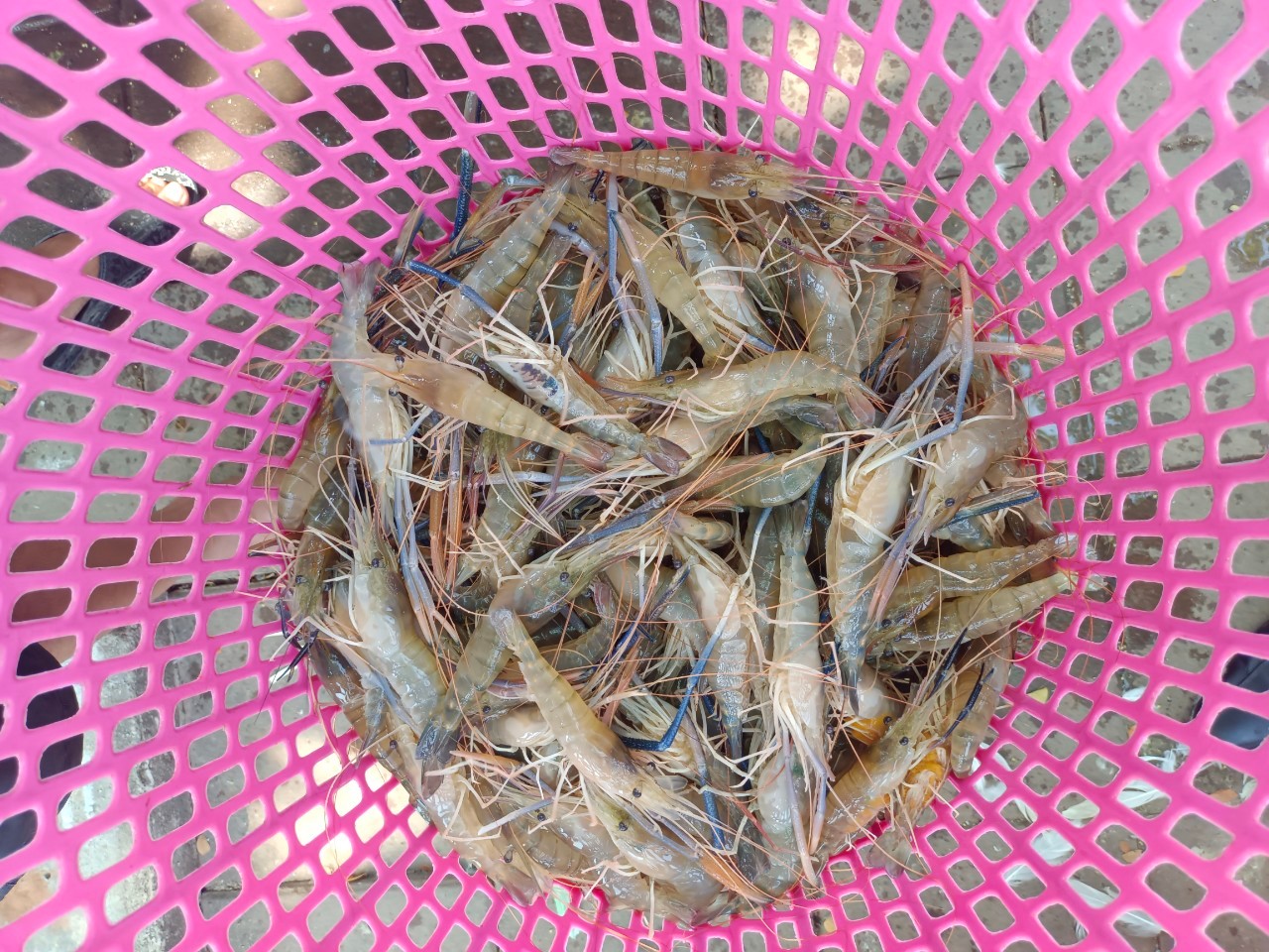 เจ้าหน้าที่ศูนย์บริหารจัดการด่านตรวจประมง เขต 1 (เชียงราย) ตรวจสอบสินค้าสัตว์น้ำและผลิตภัณฑ์สัตว์น้ำส่งออกไปยังสาธารณรัฐประชาธิปไตยประชาชนลาว และสาธารณรัฐแห่งสหภาพเมียนมา..คลิก