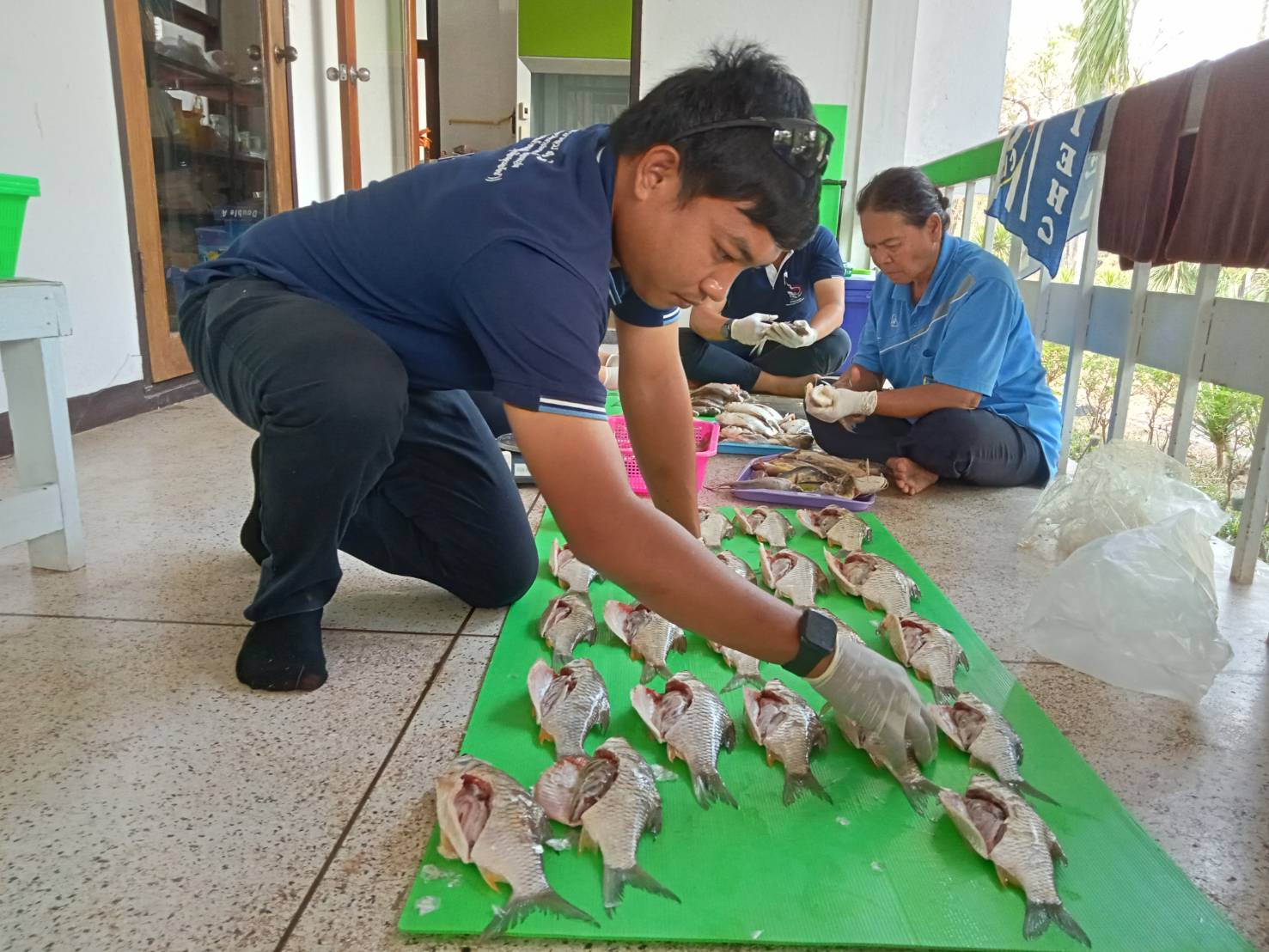 ปฏิบัติงานศึกษาค่าดัชนีความสมบูรณ์เพศในปลา (Gonadosomatic Index, GSI) ประจำเดือนกุมภาพันธ์ 2567..คลิก