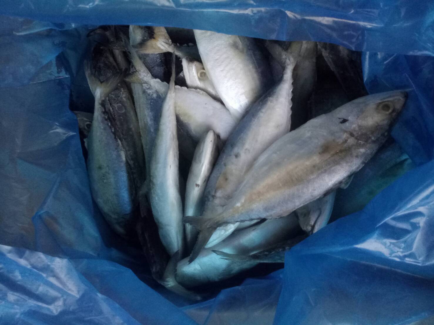 1 มีนาคม 2567 ด่านตรวจประมงมุกดาหาร ตรวจสอบสินค้าประมงส่งออกไปสปป.ลาว ณ สะพานมิตรภาพไทย-ลาวแห่งที่ 2 จังหวัดมุกดาหาร..คลิก