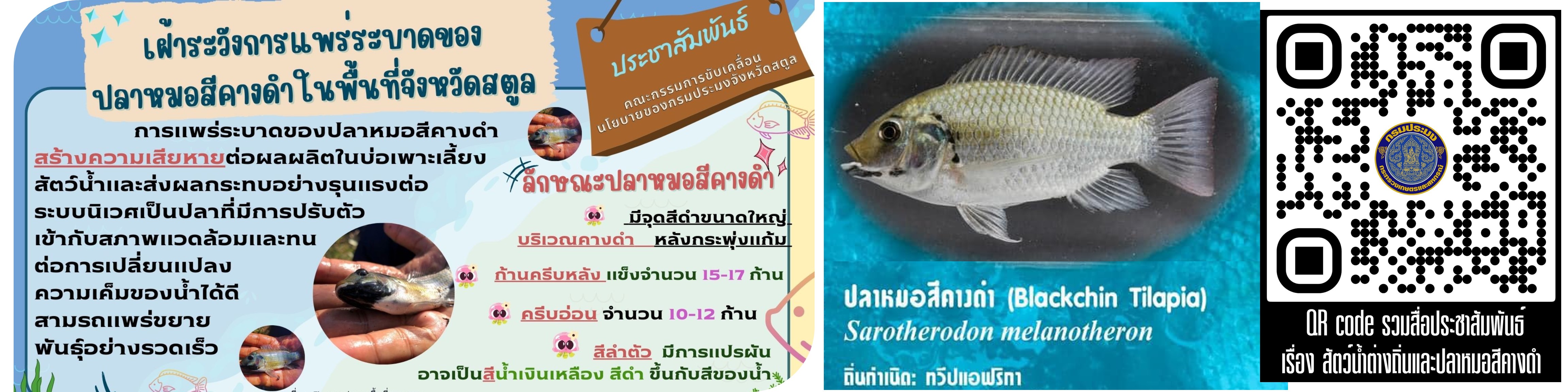 เฝ้าระวังปลาหมอสีคางดำในพื้นที่จังหวัดสตูล..คลิก