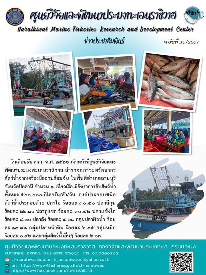 การสำรวจสภาวะทรัพยากรสัตว์น้ำจากเรือประมงอวนล้อมจับ  ประจำเดือนธันวาคม  2566 ในพื้นที่ อำเภอสายบุรี จ.ปัตตานี..คลิก