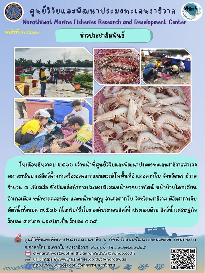 การสำรวจสภาวะทรัพยากรประมงจากเรืออวนลากแผ่นตะเฆ่ ประจำเดือนธันวาคม  2566 ในพื้นที่ จ.นราธิวาส..คลิก
