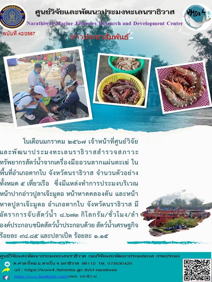 การสำรวจสภาวะทรัพยากรสัตว์น้ำจากเรืออวนลากแผ่นตะเฆ่  ประจำเดือนมกราคม 2567  ในพื้นที่  จ.นราธิวาส..คลิก