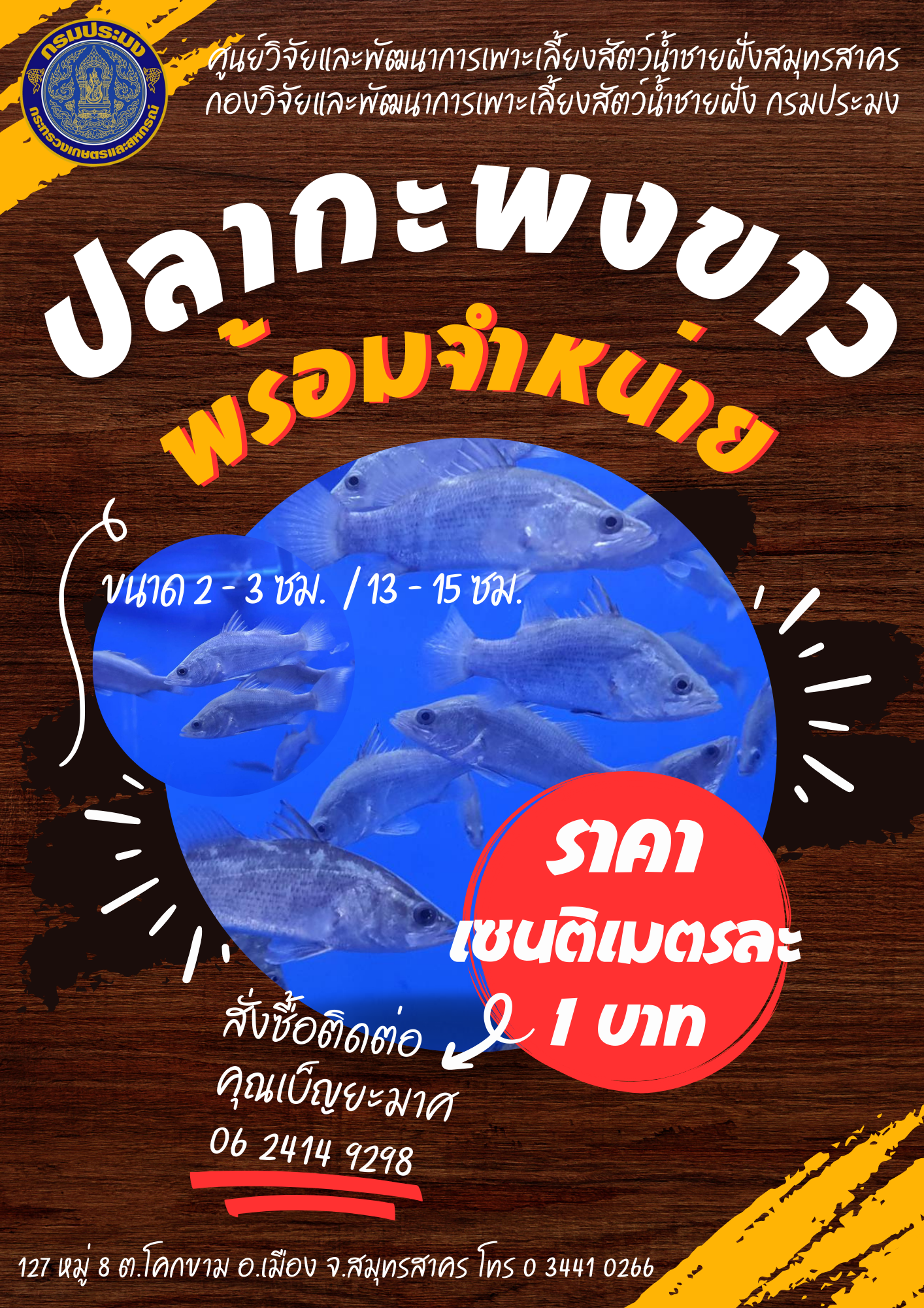 จำหน่ายปลากะพงขาว..คลิก