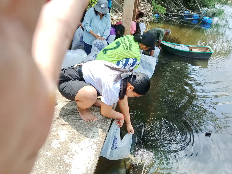 สนับสนุนพันธุ์ปลากินพืช เพื่อปล่อยลงสู่ห้วยขนุนปาน อ.ศรีบรรพต จ.พัทลุง..คลิก