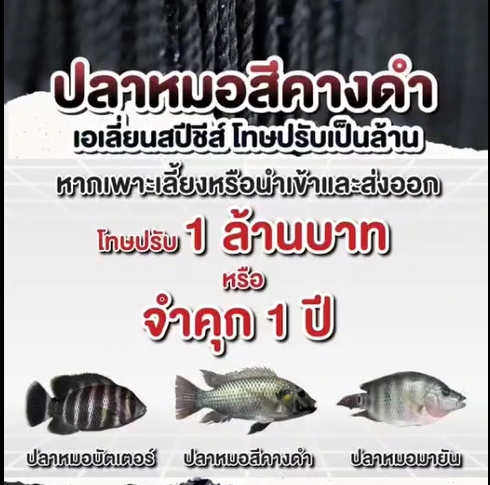 มาฟัง ...มาตรการในการแก้ไขปัญหาเรื่องปลาหมอสีคางดำ