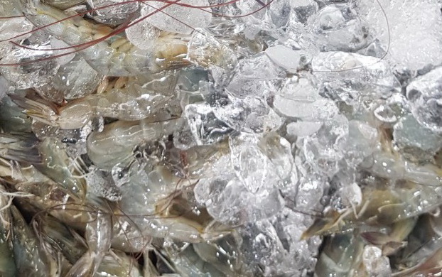 22 มีนาคม 2567 ด่านตรวจประมงมุกดาหาร ตรวจสอบสินค้าประมงส่งออกไปสปป.ลาว ณ สะพานมิตรภาพไทย-ลาวแห่งที่ 2 จังหวัดมุกดาหาร..คลิก