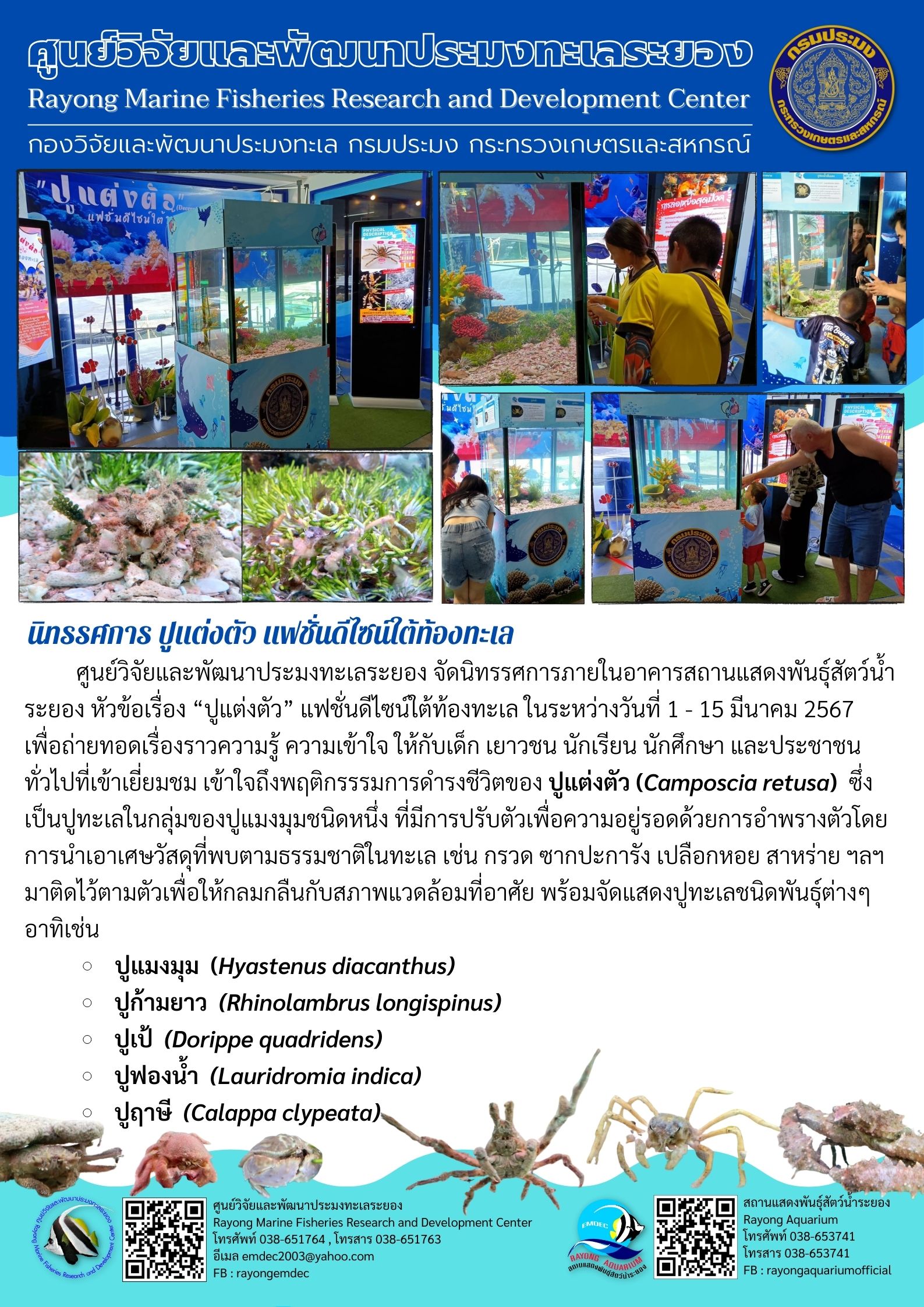 ศูนย์วิจัยและพัฒนาประมงทะเลระยอง จัดนิทรรศการภายในอาคารสถานแสดงพันธุ์สัตว์น้ำระยอง หัวข้อเรื่อง “ปูแต่งตัว” แฟชั่นดีไซน์ใต้ท้องทะเล ในระหว่างวันที่ 1 – 15 มีนาคม 2567 เพื่อถ่ายทอดเรื่องราวความรู้ ความเข้าใจ ให้กับเด็ก เยาวชน นักเรียน นักศึกษา และประชาชน ทั่วไปที่เข้าเยี่ยมชม เข้าใจถึงพฤติกรรมการดำรงชีวิตของ ปูแต่งตัว (Camposcia retusa) ซึ่งเป็นปูทะเลในกลุ่มของปูแมงมุมชนิดหนึ่ง ที่มีการปรับตัวความความอยู่รอดด้วยการอำพรางตัว ฯลฯ..คลิก