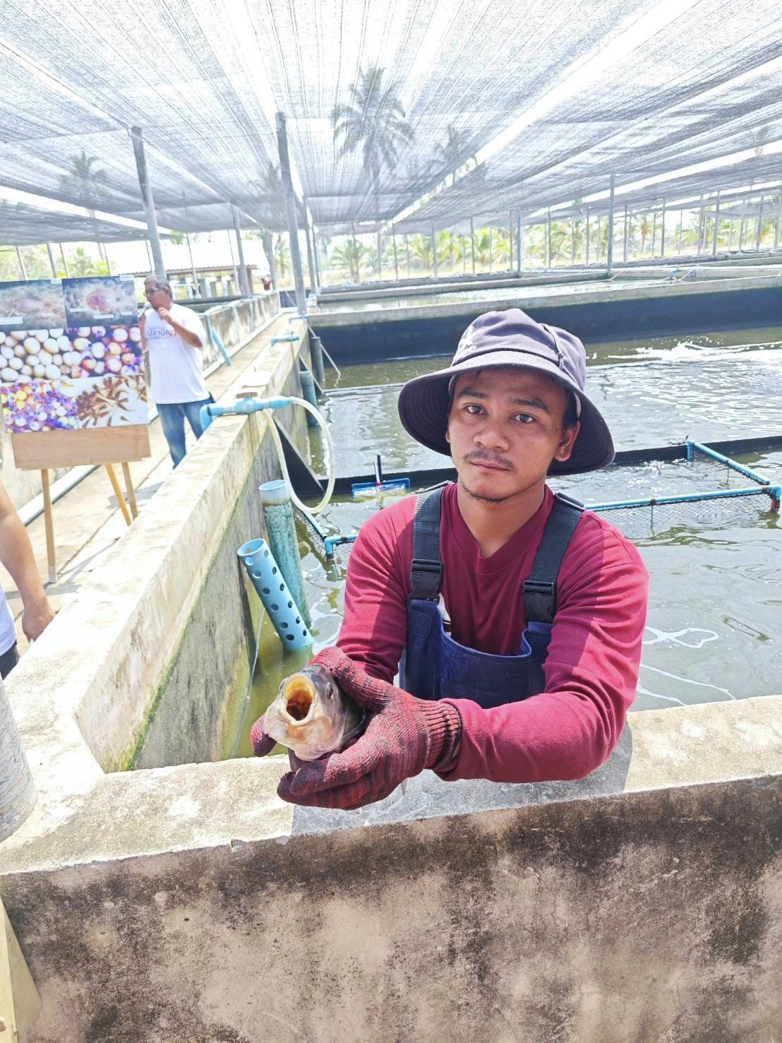 ร่วมกิจกรรมเพื่อน้อมรำลึกในพระมหากรุณา“มีอยู่ มีกิน เพราะปลานิลของพ่อ..คลิก