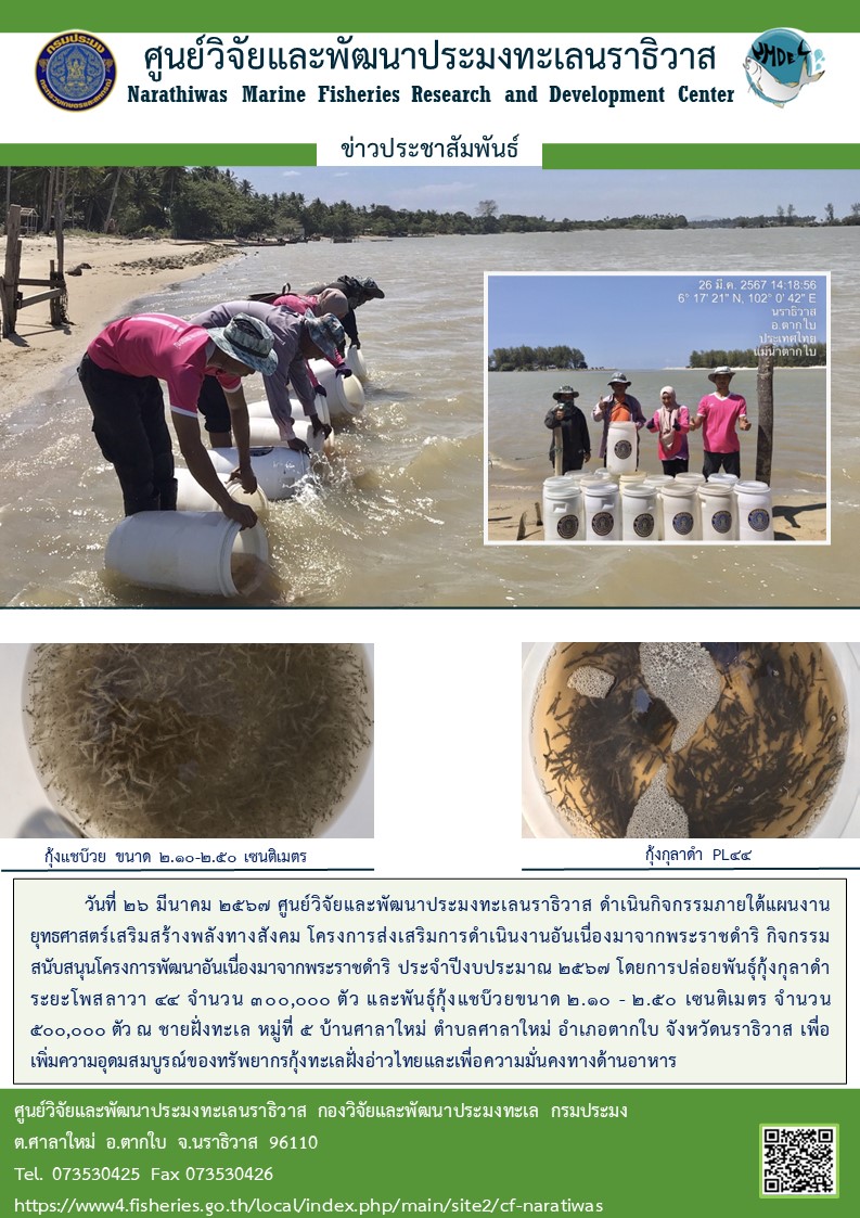 วันที่ 26 มีนาคม 2567 ศูนย์วิจัยและพัฒนาประมงทะเลนราธิวาส ดำเนินกิจกรรมภายใต้แผนงานยุทธศาสตร์เสริมสร้างพลังทางสังคม โครงการส่งเสริมการดำเนินงานอันเนื่องมาจากพระราชดำริ กิจกรรมสนับสนุนโครงการพัฒนาอันเนื่องมาจากพระราชดำริ ประจำปีงบประมาณ 2567 โดยการปล่อยกุ้งกุลาดำระยะโพสลาวา 44 จำนวน 300,000 ตัว ฯลฯ..คลิก